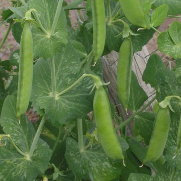 Dwarf Pea Markana