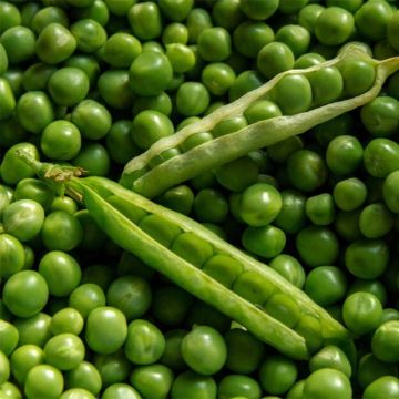 Dwarf pea Orion with round grain