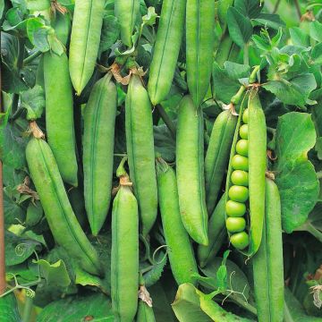 Rondo dwarf peas for shelling