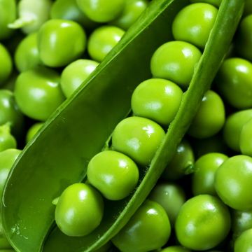 Dwarf Television Pea with Wrinkled Peas