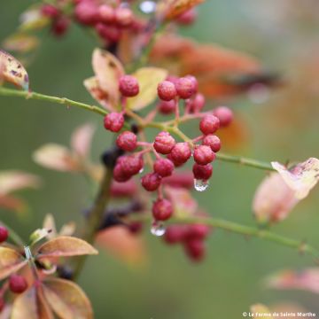 Zanthoxylum piperitum 