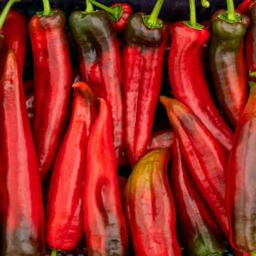 Bell pepper Corno di Toro Rosso seeds