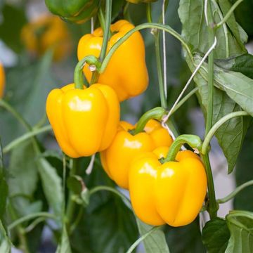 Sweet Pepper Giallo Di Cuneo - Ferme de Sainte Marthe Seeds