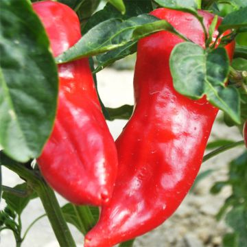 Organic bull's horn pepper Lipari F1 plants - Capsicum annuum