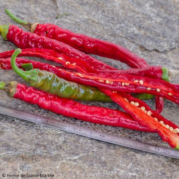 Capsicum annuum Sigaretta di Bergamo