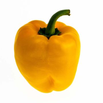 Grafted yellow Pepper Tenor F1 plants - Capsicum annuum