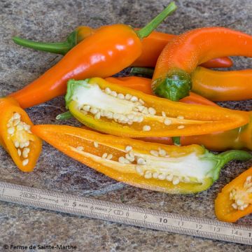 Capsicum annuum Tequila Sunrise