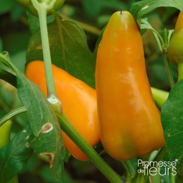 Pepper Terrazzi F1 plant - Capsicum annuum