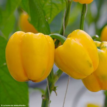 Capsicum annuum Carre d’Asti Jaune