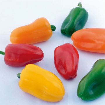 Orange Pepper Snackor F1 Plants - Capsicum annuum