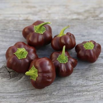 Sweet Pepper Mini Chocolate Bell - Ferme de Sainte Marthe seeds