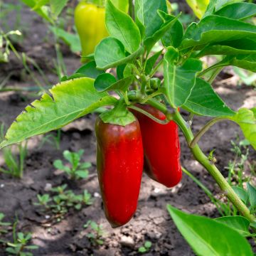 Red pepper Lamuyo F1 plants - Capsicum annuum