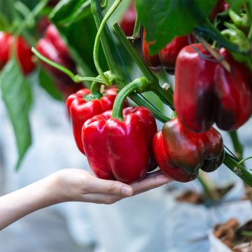 Organic Grafted Jericho red pepper plants - Capsicum annuum
