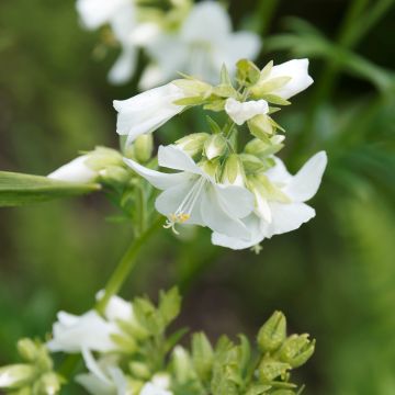 Polemonium caeruleum Album