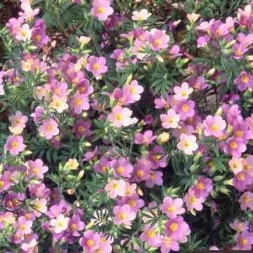 Polemonium carneum Apricot Delight