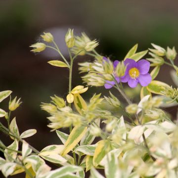 Polemonium pulcherrimum Golden Feathers