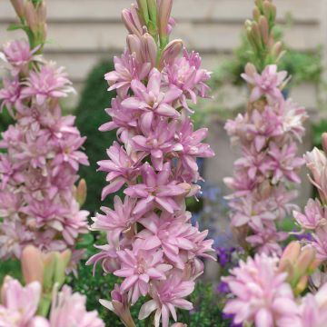 Polianthes tuberosa Pink Sapphire