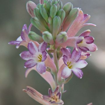 Polianthes tuberosa Sensation