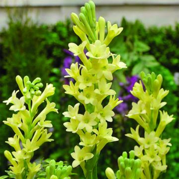 Polyanthes tuberosa Super Gold