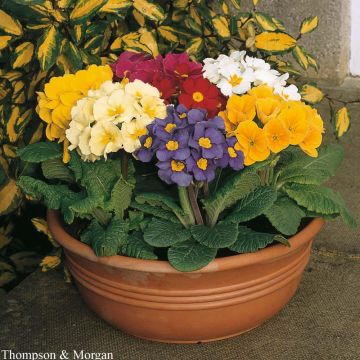 Polyanthus Large Flowered Mixed Seeds - Polyanthus Primrose Mix