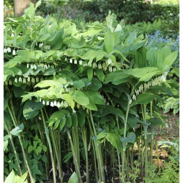 Polygonatum x hybridum Weihenstephan