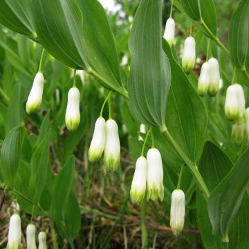 Polygonatum odoratum - Solomon's Seal