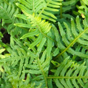 Polypodium cambricum Whitley Giant