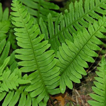 Polypodium vulgare - Rockcap Fern