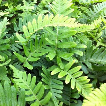 Polypodium vulgare Bifido Multifidum - Rockcap Fern