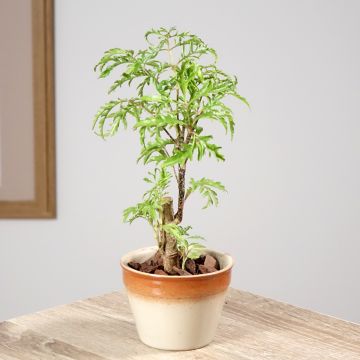Polyscias filicifolia - Fern leaf aralia