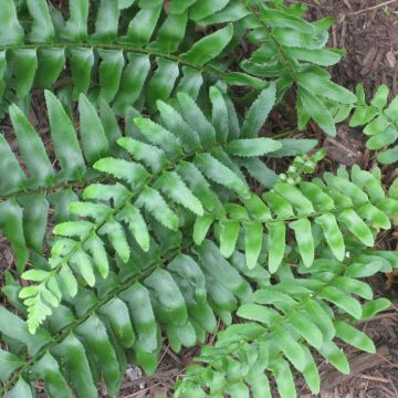 Polystichum acrostichoides - Christmas Fern