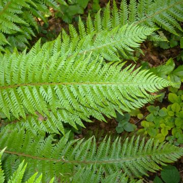 Polystichum aculeatum - Fougère - Aspidie à soies raides