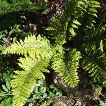 Polystichum braunii - Braun's Holly Fern