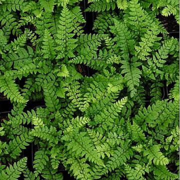 Polystichum makinoi - Makino's Holly Fern