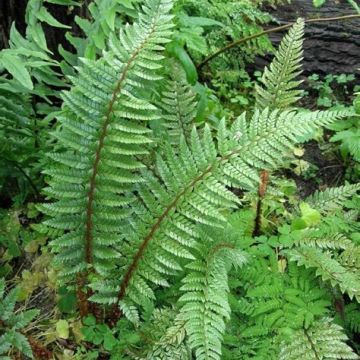 Polystichum neolobatum - Shield Fern