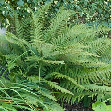 Polystichum polyblepharum - Japanese Lace Fern