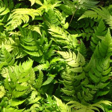 Polystichum rigens - Rigid Holly Fern