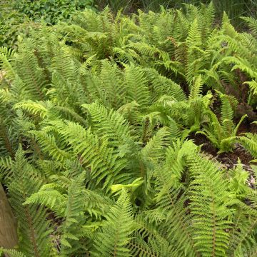 Polystichum setiferum - Soft Shield Fern