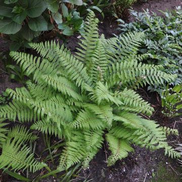 Polystichum setiferum Herrenhausen - Soft Shield Fern