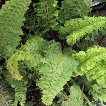 Aspidie à cils raides Congestum - Polystichum setiferum