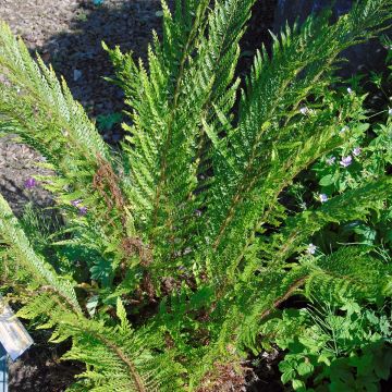 Polystichum setiferum Plumosum Bevis - Soft Shield Fern