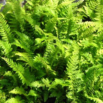 Polystichum setiferum Proliferum - Soft Shield Fern