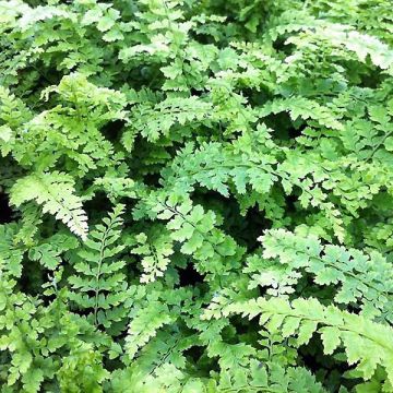 Polystichum setiferum Proliferum Wollastonii - Soft Shield Fern