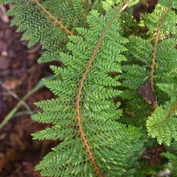 Polystichum setiferum Densum - Soft Shield Fern