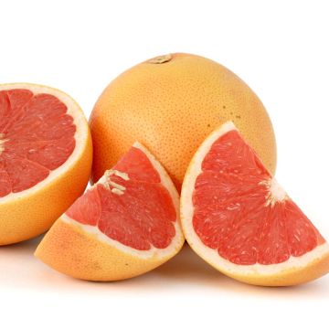 Grapefruit - Citrus x paradisi Star Ruby