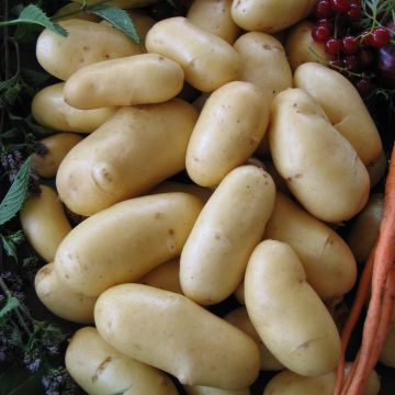 Solanum tuberosum 'Belle de Fontenay'