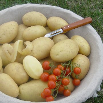 Potatoes Bintje