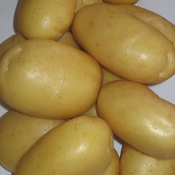 Potatoes White