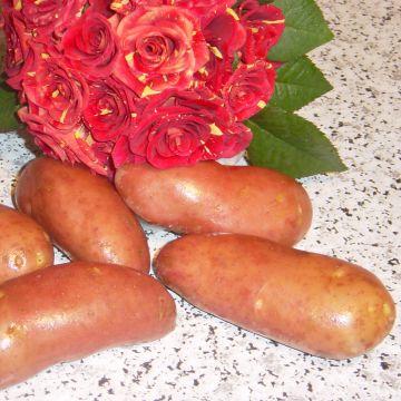 Potatoes Jeannette (N°105-2)