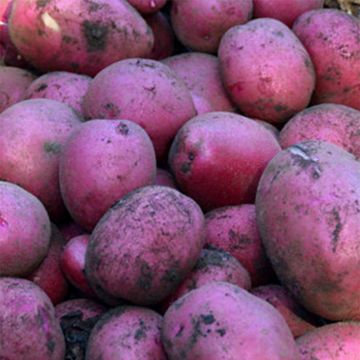 Potatoes Magenta Love